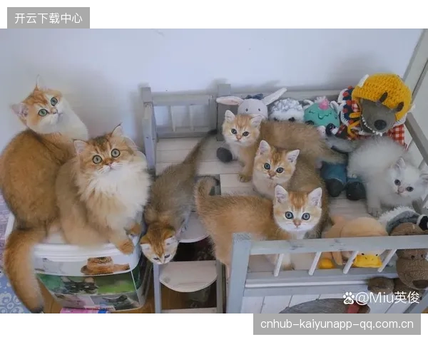 达洛特晒猫咪合照，全网：可爱自由落体